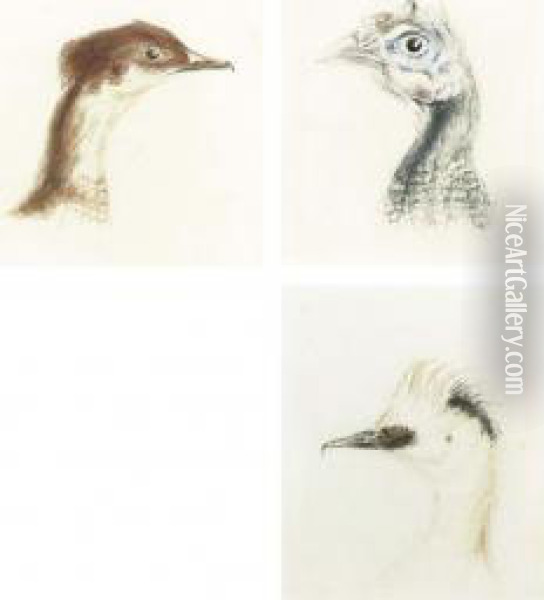 Three Head Studies Of Birds Oil Painting - Joseph Mallord William Turner