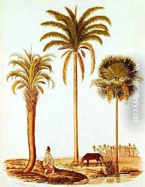 Species of Argentinian Palm Tree, illustration from Voyage dans l'Amerique Meridionale by Alcide dOrbigny, engraved by Breton, 1847 Oil Painting - Paul Louis Oudart