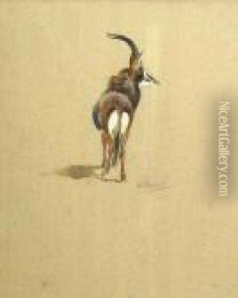 A Study Of A Kudu Oil Painting - Archibald Thorburn