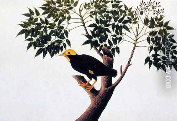 Tree akra Krieka, from 'Drawings of Birds from Malacca', c.1805-18 Oil Painting - Anonymous Artist