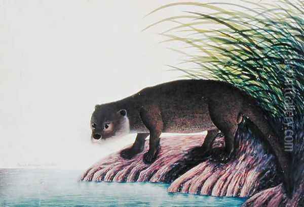 Otter, Brang-Brang, from 'Drawings of Animals, Insects and Reptiles from Malacca', c.1805-18 Oil Painting - Anonymous Artist