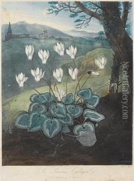 The Persian Cyclamen From Temple Of Flora Oil Painting - Robert John, Dr. Thornton