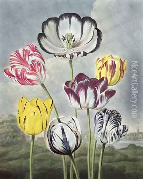 Tulips, engraved by Earlom, from The Temple of Flora by Thornton, 1807 Oil Painting - Philip Reinagle