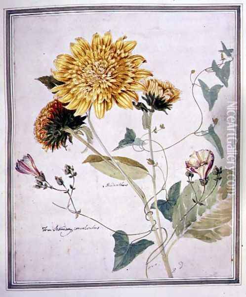 Helianthus and Convolvulus Oil Painting - Thomas Robins
