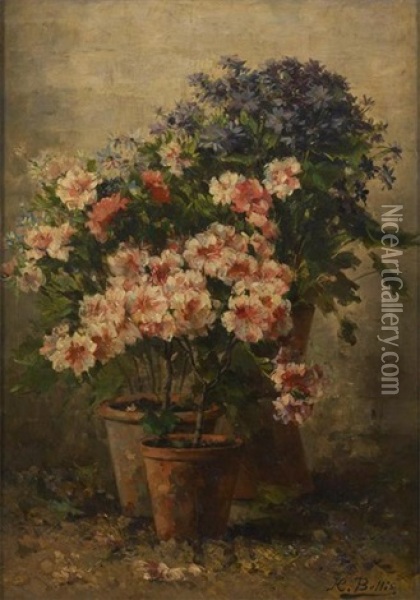 Pelargoniums Et Asters En Fleurs Oil Painting - Hubert Bellis
