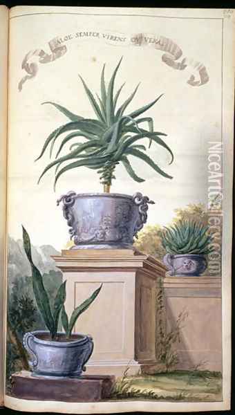 Aloe Semper Virens or Vera, page 306 from Flora Exotica 1720 Oil Painting - Johanne Godfredo Simula