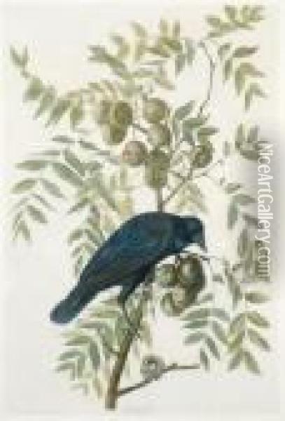 American Crow Oil Painting - John James Audubon