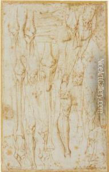 Sheet Of Anatomical Studies Of The Bones And Muscles Of The Leg Oil Painting - Battista Franco