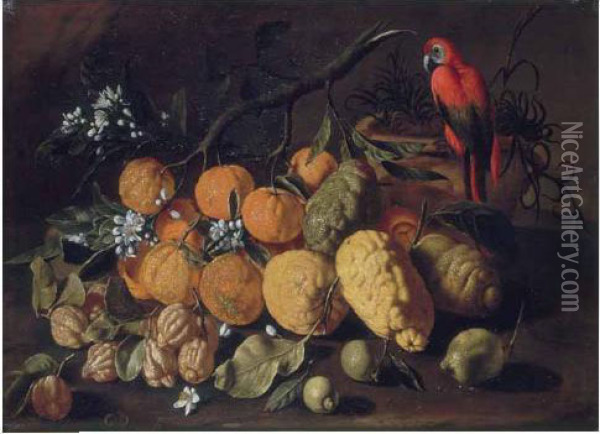 Natura Morta Di Frutta Con Limoni, Arance E Cedri Oil Painting - Giovanni Battista Ruoppolo