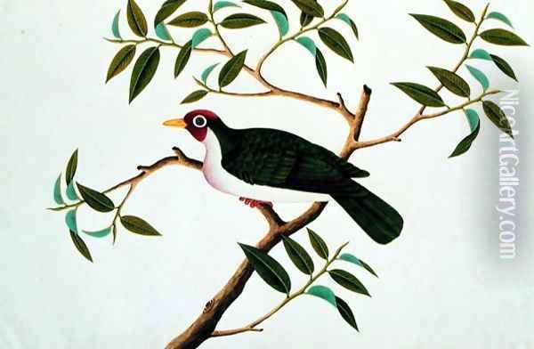 Rambootan Boorong Perling Jantan, from 'Drawings of Birds from Malacca', c.1805-18 Oil Painting - Anonymous Artist
