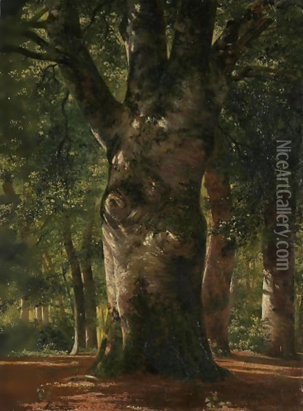 Tronc De Hetre Stem Of A Beech Tree Oil Painting - Alexandre Calame