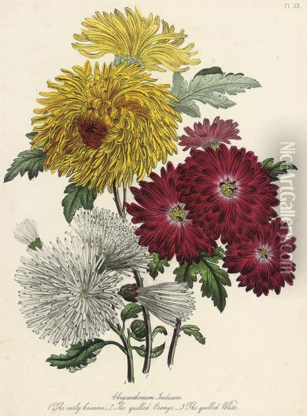 Flower Studies From The Ladies' Flower-garden Of Ornamental
Annuals Oil Painting - Jane Webb Loudon