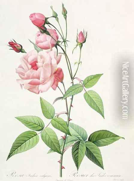 Rosa Indica Vulgaris, engraved by Bessin, from Les Roses, Vol II, 1821 Oil Painting - Pierre-Joseph Redoute