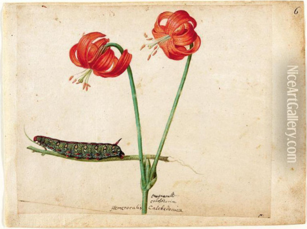 A Sheet Of Studies With Two Day Lilies And A Caterpillar Oil Painting - Jacques (de Morgues) Le Moyne