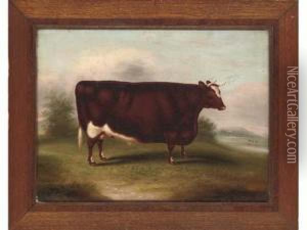 Portrait Of A Prize Winning Short Horned Ox In A Landscape Oil Painting - William Henry Davis