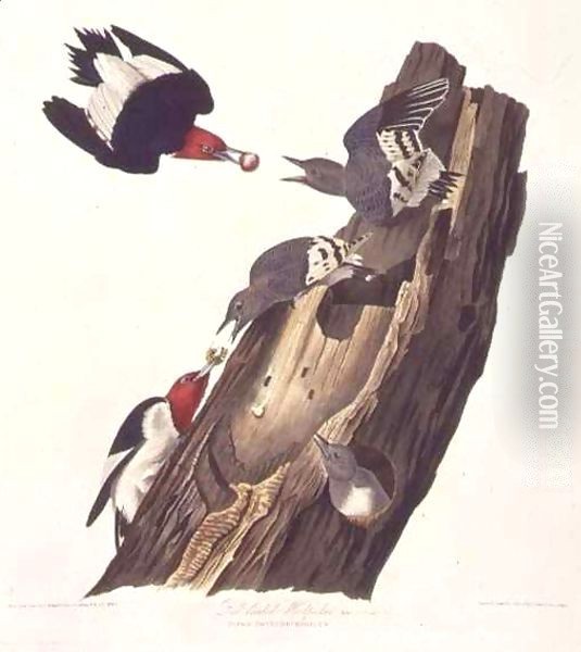 Melanerpes erythrocephalus (Red-headed woodpecker) one male, two female and young Oil Painting - John James Audubon