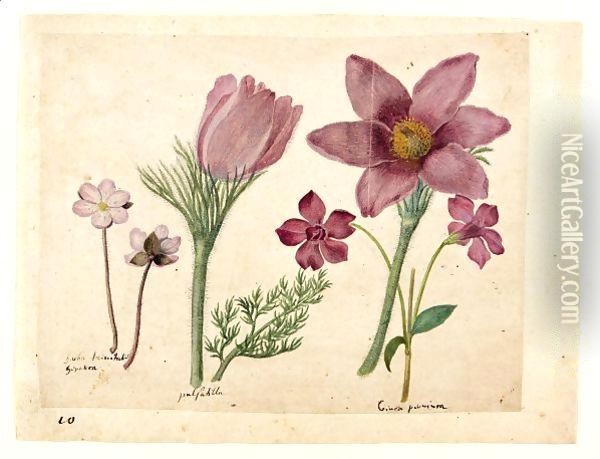 A Sheet Of Studies Of Flowers A Liverwort, Two Pasque Flowers And A Lesser Periwinkle Oil Painting - Jacques (de Morgues) Le Moyne