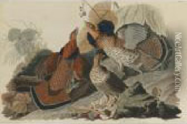 Ruffed Grouse (plate 41) Oil Painting - John James Audubon