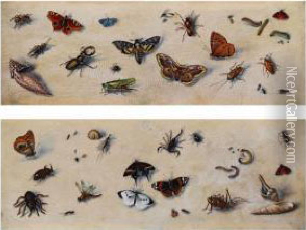 Paar Insektenstudien Oil Painting - Joris Hoefnagel
