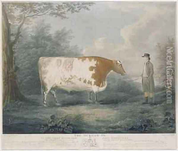 The Durham Ox Oil Painting - John Boultbee