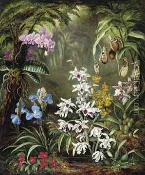 Orchids Oil Painting - Albert Durer Lucas