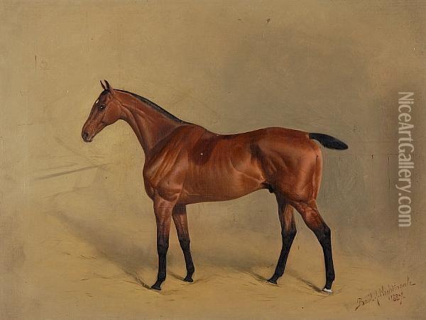 Portrait Of A Bay Racehorse Oil Painting - Basil Nightingale