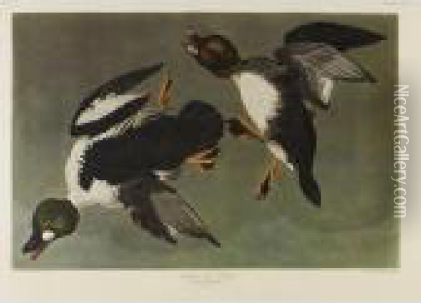A Large Group Of Amsterdam Edition Audubons Oil Painting - John James Audubon