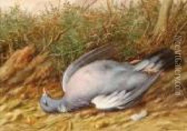 Study Of Dead Pigeon In Natural Habitat Oil Painting - William Cruickshank