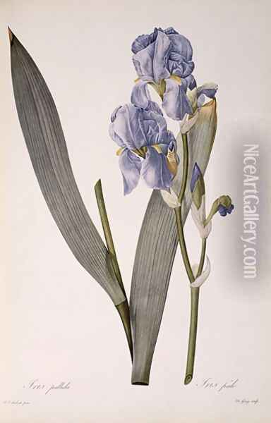 Iris Pallida, from Les Liliacees, 1812 Oil Painting - Pierre-Joseph Redoute