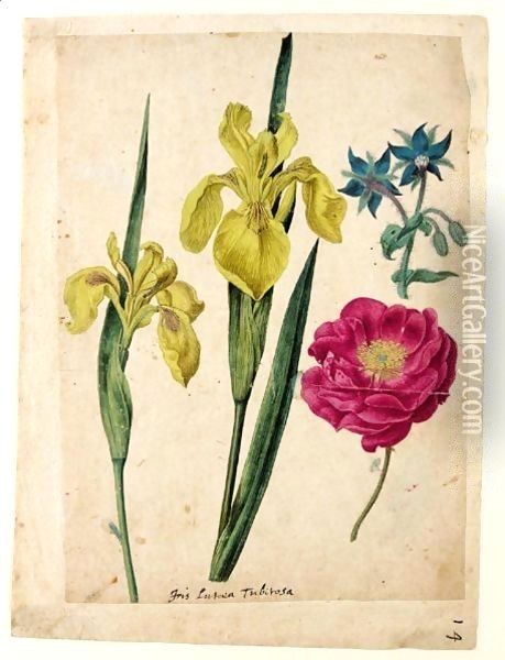 A Sheet Of Studies Of Flowers A Borage, A French Rose And Two Wild Irises 'Yellow Flag' Oil Painting - Jacques (de Morgues) Le Moyne