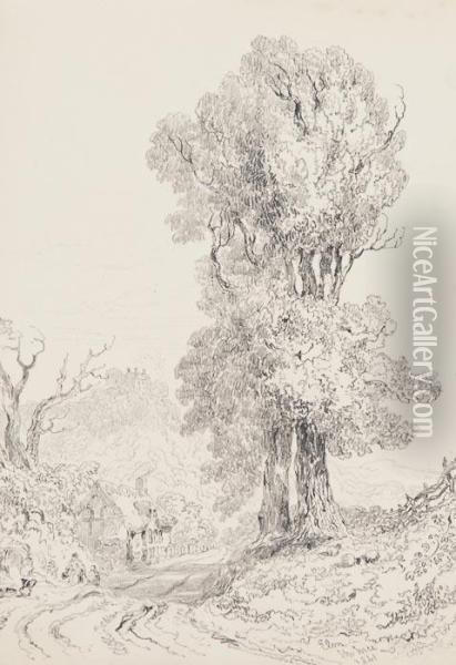 Studies Of Trees Oil Painting - Joseph Murray Ince