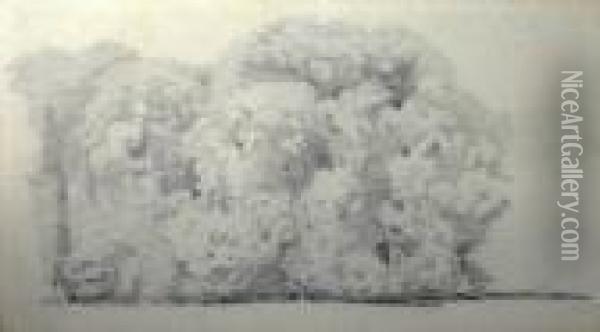 'studyof Trees', Pencil, 6.5cm X 12cm, Framed Oil Painting - Henry Wyatt