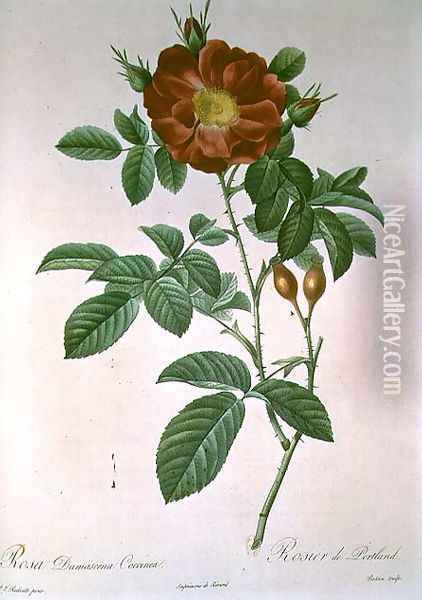 Portland Rose Oil Painting - Pierre-Joseph Redoute