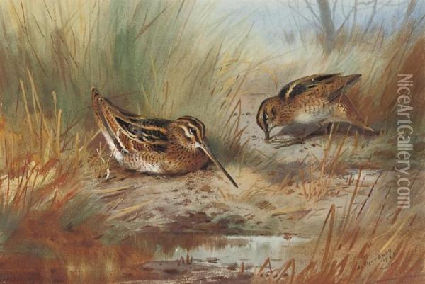 Snipe Amid The Reeds Oil Painting - Archibald Thorburn