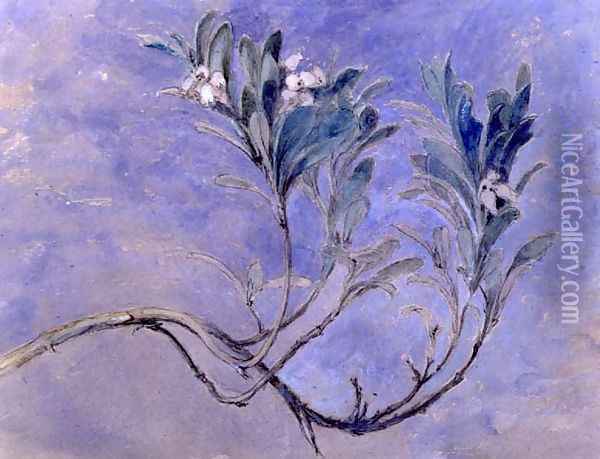 Study of a Sprig of a Myrtle Tree, c.1877 Oil Painting - John Ruskin