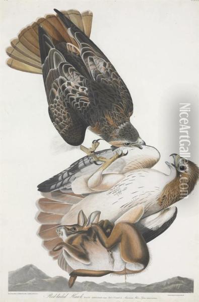 Falco Borealis Oil Painting - Robert I Havell