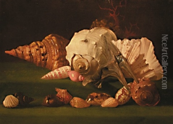 Nature Morte Aux Coquillages Oil Painting - Simon Renard De Saint-Andre