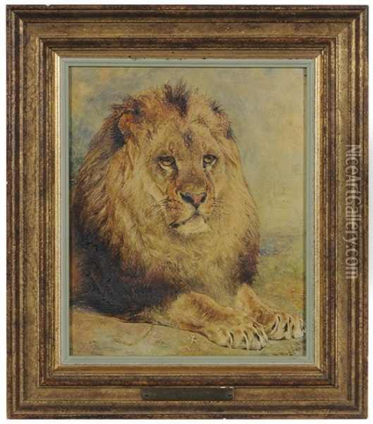 Recumbent Lion Oil Painting - William Huggins