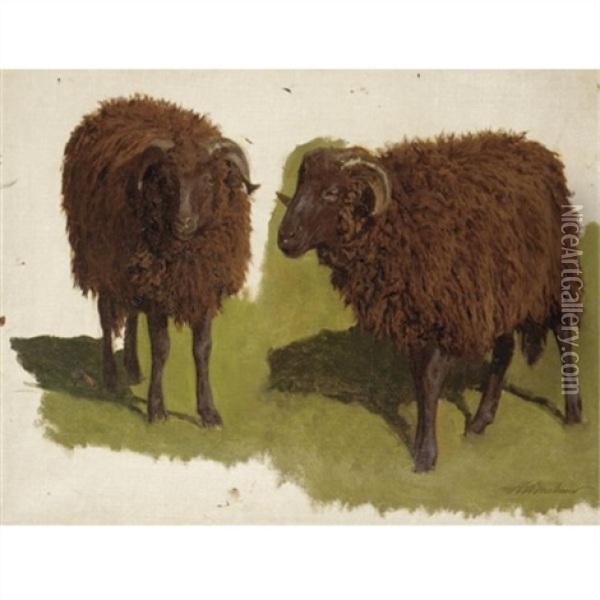 Study Of Black Rams Oil Painting - Auguste (Francois Auguste) Bonheur