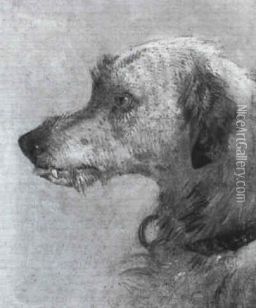 Study Of The Head Of A Wolfhound Oil Painting - William Huggins