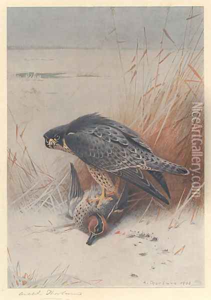 Peregrine Falcon on Teal Oil Painting - Archibald Thorburn