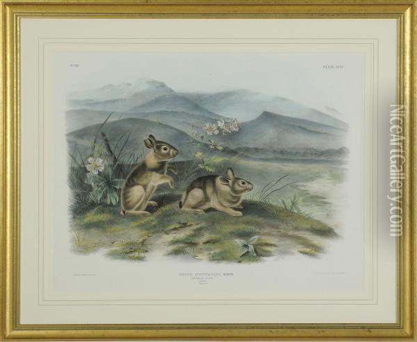 Lepus Nuttallii Oil Painting - John James Audubon