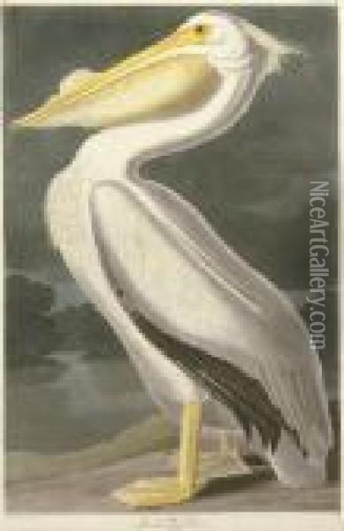 American White Pelican (plate Cccxi)
Pelicanus Americanus Oil Painting - Robert Ii Havell
