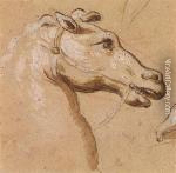 A Head Of A Bridled Horse Facing Right Oil Painting - Domenico Piola