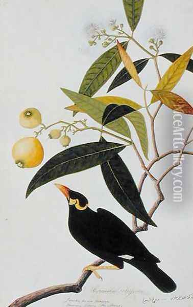 The Miena, Jamboo ai-ere Mawar Boorong Teong and Gracila Religiosa, from 'Drawings of Birds from Malacca', c.1805-18 Oil Painting - Anonymous Artist