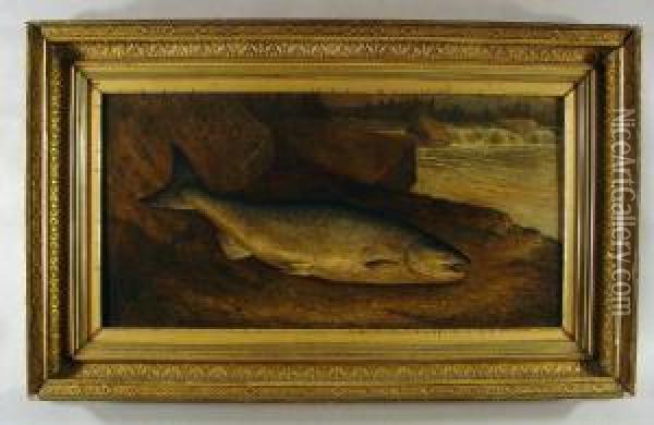 Salmon,a Prince Of The Finny Tribe Oil Painting - Samuel A. Kilbourne