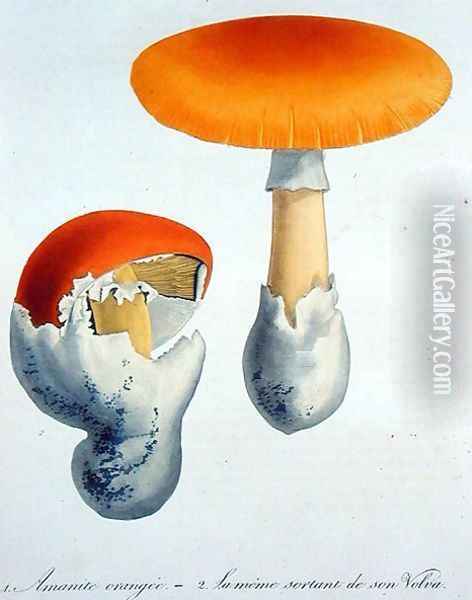 Amanita Caesaria from Phytographie Medicale Oil Painting - L.F.J. Hoquart