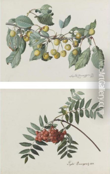 Two Studies: A Branch Of White Cherries, And One Of Rowan Oil Painting - Leopold Zinnogger