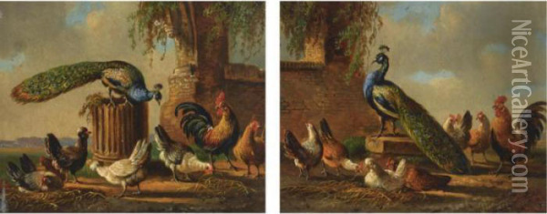 A Peacock With Poultry In A Landscape; Poultry In Classical Surroundings Oil Painting - Albertus Verhoesen