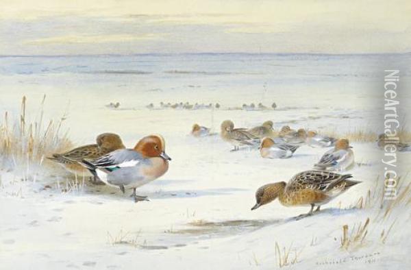 Widgeon In The Snow Oil Painting - Archibald Thorburn
